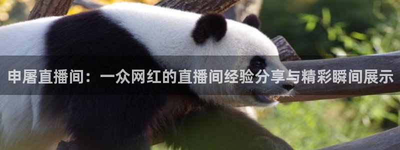 so米nba直播吧：申屠直播间：一众网红的直播间经验分享与精彩瞬间展示